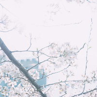 春の河畔に咲く桜の枝垂れの写真